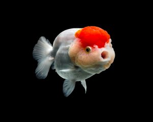 Poker Tournament Fish